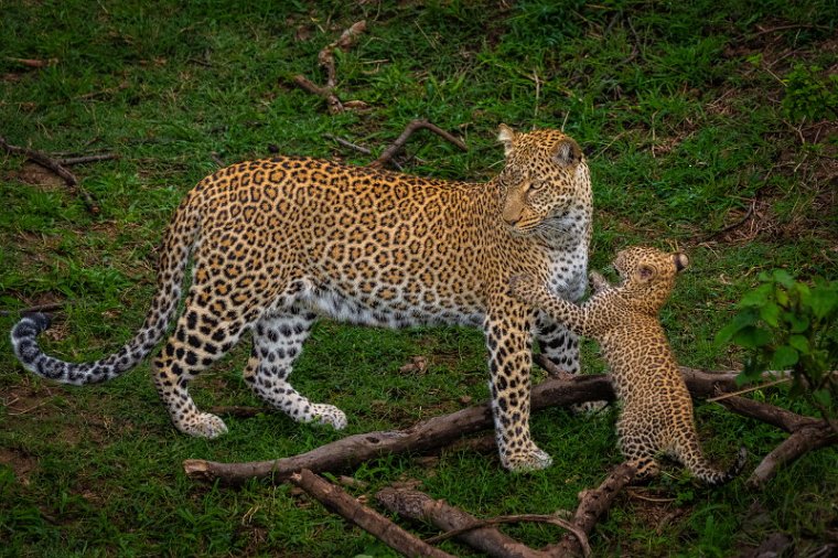 115 Masai Mara, luipaarden.jpg